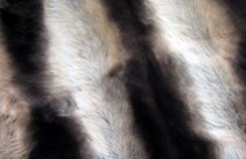 Grizzly - Sacho