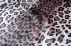 Leo - Sacho